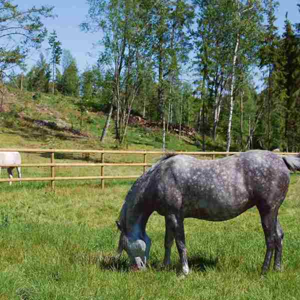 Zwei Pferde grasen auf separaten Koppeln. Die Pferdekoppeln sind durch einen Pferdezaun mit halbgeschnittenen Latten getrennt.
