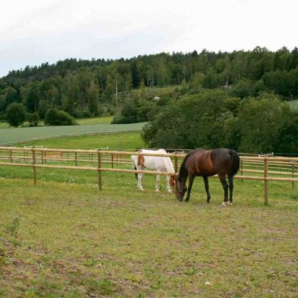 Zwei Pferde grasen auf separaten Koppeln. Die Pferdekoppeln sind durch einen Pferdezaun mit halbgeschnittenen Latten getrennt.