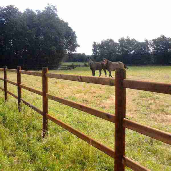 Zwei Pferde gehen zusammen auf eine Koppel. Der Pferdezaun ist ein 3-Stangen-Pferdezaun.